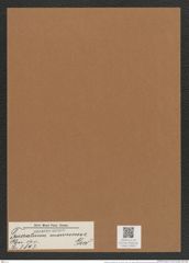 Triceratium moronense Grev. (de-Toni-Nr.: Genus 140, Species 3893) Zeichnungen Sammlung Grunow Mappe 03924 (Herbarium_W_Grunow_drawings_Folder_03924)